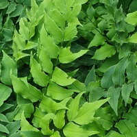 Cyrtomium fortunei clivicola